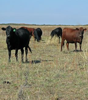 Mashona Cows