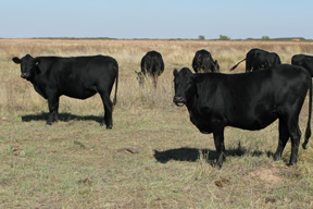 Mashona Cattle For Sale